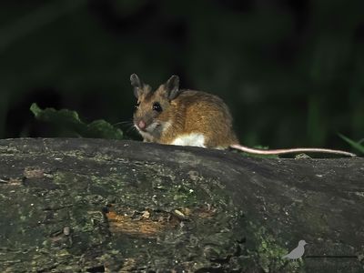 Grote bosmuis / Yellow-necked mouse