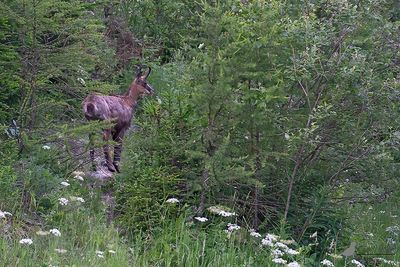 Gems / Northern chamois