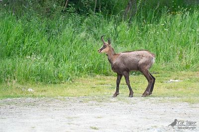 Gems / Northern chamois