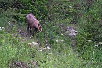 Gems / Northern chamois