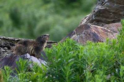 Alpenmarmot / Alpine marmot