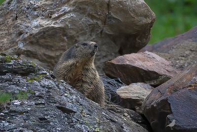 Alpenmarmot / Alpine marmot