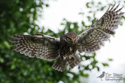Steenuil / Little owl