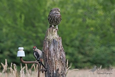 Steenuil / Little owl