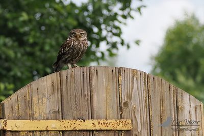 Steenuil / Little owl