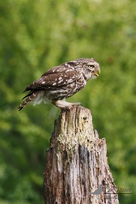 Steenuil / Little owl