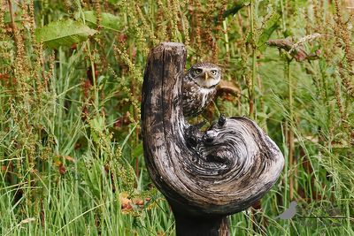 Steenuil / Little owl