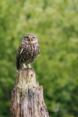 Steenuil / Little owl