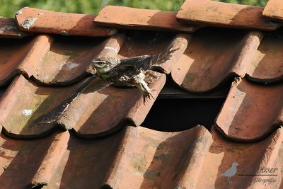 Steenuil / Little owl