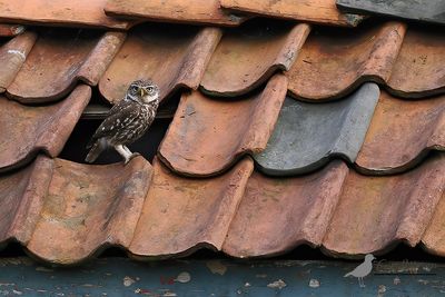 Steenuil / Little owl