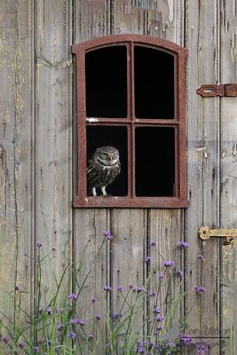 Steenuil / Little owl