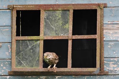 Steenuil / Little owl
