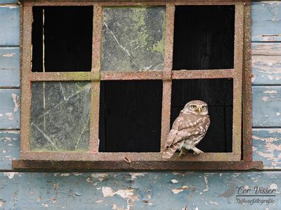 Steenuil / Little owl