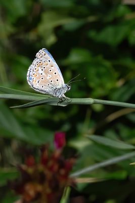 Dagvlinders / Rhopalocera