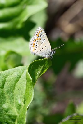 Bruin blauwtje / Aricia agestis