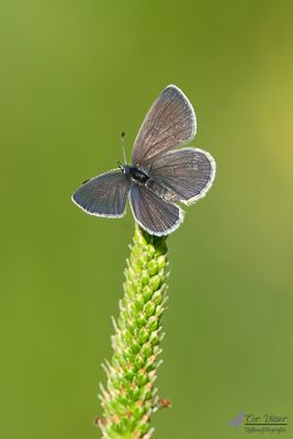 Dwergblauwtje / Cupido minimus