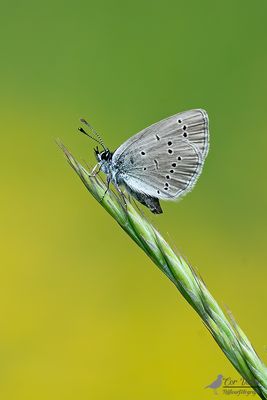 Dwergblauwtje / Cupido minimus