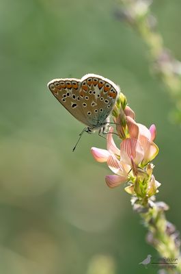 Esparcetteblauwtje / Polyommatus thersites