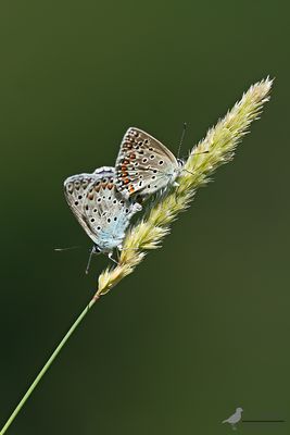 Groot tragantblauwtje. / Polyommatus escheri