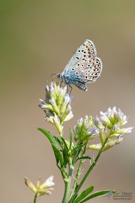 Groot tragantblauwtje. / Polyommatus escheri