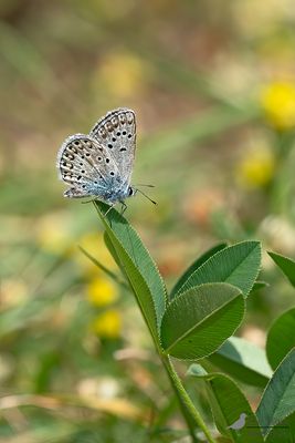 Groot tragantblauwtje. / Polyommatus escheri