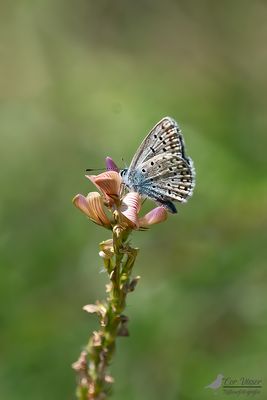 Groot tragantblauwtje. / Polyommatus escheri