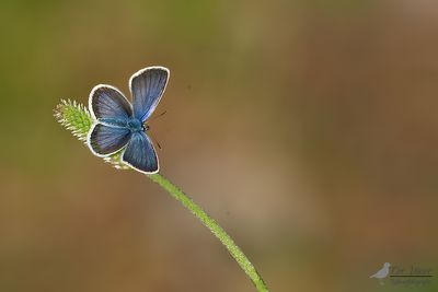 Heideblauwtje / Plebejus argus