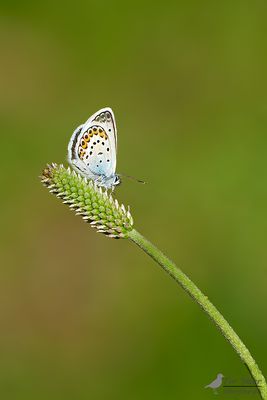 Heideblauwtje / Plebejus argus