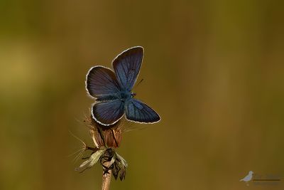 Klaverblauwtje / Polyommatus semiargus