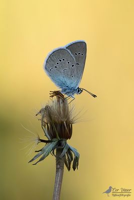 Klaverblauwtje / Polyommatus semiargus