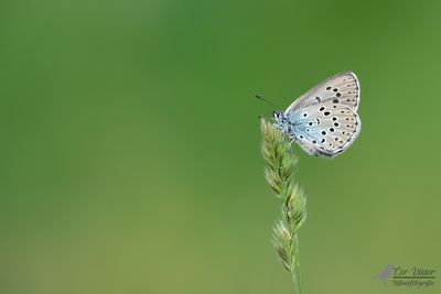 Tijmblauwtje / Phengaris arion