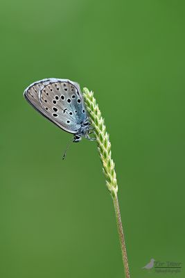 Tijmblauwtje / Phengaris arion