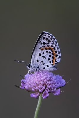 Vetkruidblauwtje / Scolitantides orion