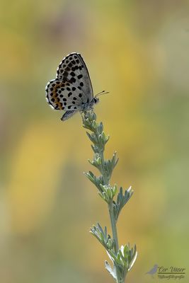 Vetkruidblauwtje / Scolitantides orion