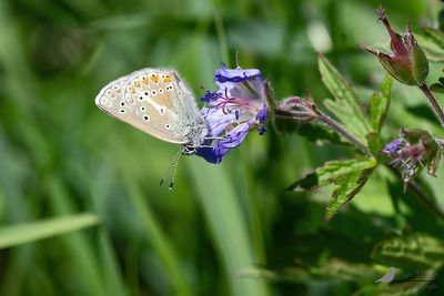 Zwart blauwtje / Eumedonia eumedon