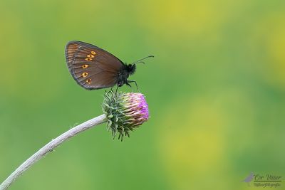 Amandeloogerebia / Erebia albergana