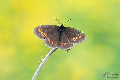 Amandeloogerebia / Erebia albergana