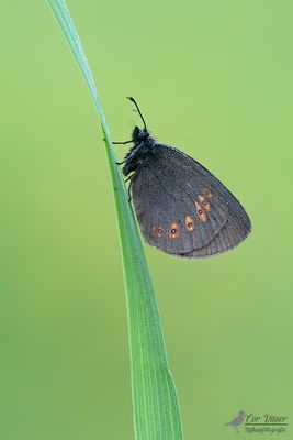 Amandeloogerebia / Erebia albergana