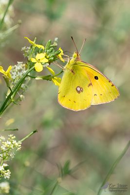 Zuidelijke luzernevlinder / Colias alfacariensis