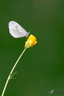 Boswitje / Leptidea sinapis