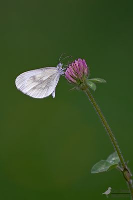 Boswitje / Leptidea sinapis
