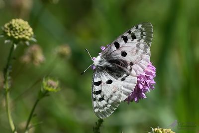 Apollovlinder / Parnassius apollo