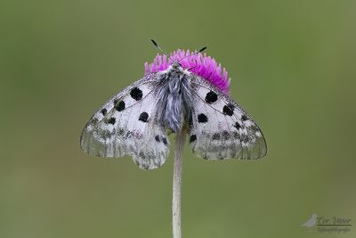 Apollovlinder / Parnassius apollo