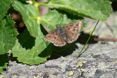 Bruin dikkopje / Erynnis tages