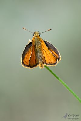 Geelsprietdikkopje / Thymelicus sylvestris
