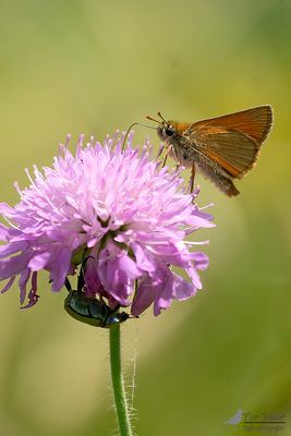 Geelsprietdikkopje / Thymelicus sylvestris