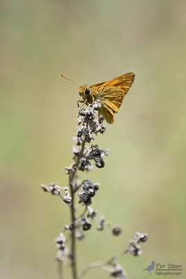 Groot dikkopje / Ochlodes sylvanus