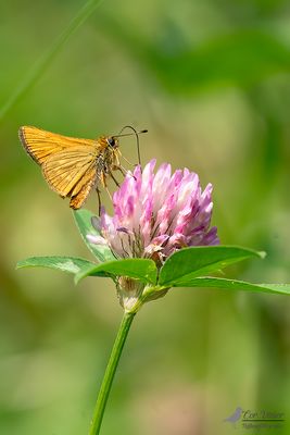 Groot dikkopje / Ochlodes sylvanus