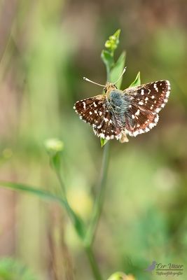 Kalkgraslanddikkopje / Spialia sertorius
