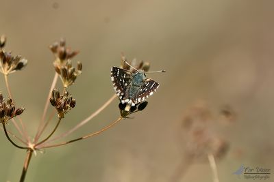 Kalkgraslanddikkopje / Spialia sertorius